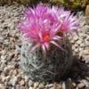 cactirose